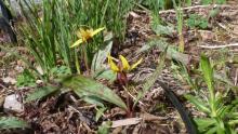 Erythronium americanum