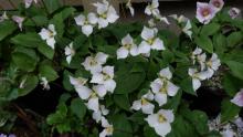 Pseudotrillium rivale