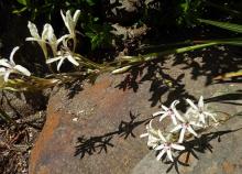 Babiana spathacea