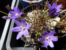 Triteleia terrestris