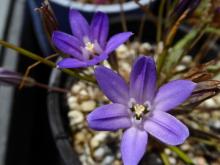 Triteleia terrestris