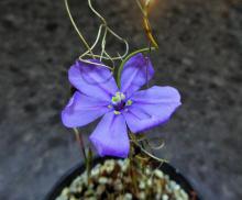 Moraea herrei