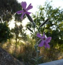 Saponaria cypria