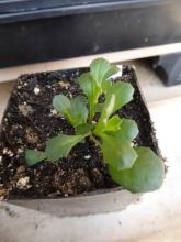 Senecio fremontii ssp. fremontii