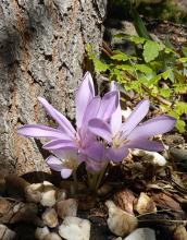 Colchicum unknown