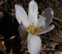 pale pink Colchicum NOT bivonae