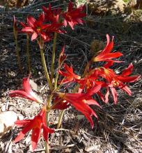 Rhodophiala bifida red seedlings