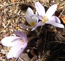 pale pink Colchicum NOT bivonae