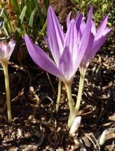 Colchicum maybe The Giant