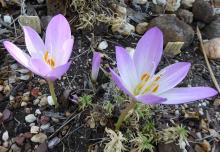 Colchicum maybe autumnale