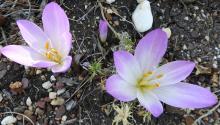 Colchicum maybe autumnale