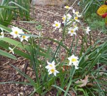 Narcissus tazetta patulus