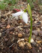 Galanthus peshmenii