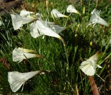 Narcissus "white hybrid hoop"