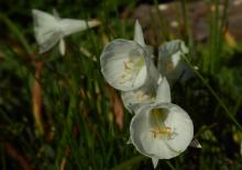 Narcissus "white hybrid hoop"
