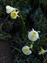 Narcissus "white hybrid hoop"