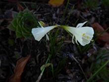 Narcissus "white hybrid hoop"