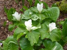 Trillium albidum