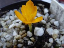 Crocus garganicus ssp garganicus J&JA 344.090-Turkey