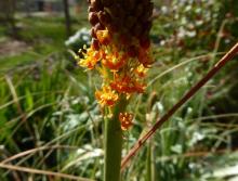 Bulbinella latifolia var doleritica