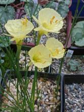 Narcissus romieuxii