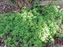 Anemone nemerosa 'Virescens'