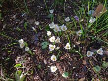 Crocus vernus albiflorus