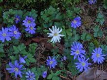 Anemone blanda