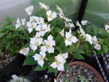 Trillium rivale