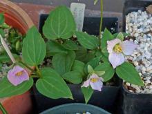 Trillium rivale