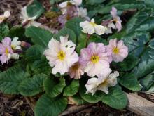 Primula 'Devon James'