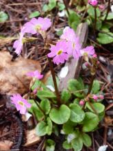 Primula 'Peter Klein'