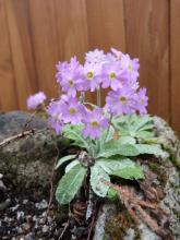 Primula frondosa