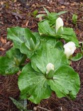 Trillium albidum