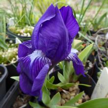 Iris aphylla AGS Sdx 2009