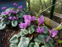 Cyclamen purpurescens