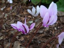 Cyclamen hederifolium with a chimera