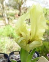 Iris lutescens SRGC 2011