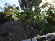 Daphne caucasicum AGS 2013