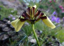 Moraea lurida SRGC Seedex 2015