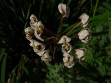 Pelargonium triste.close-up