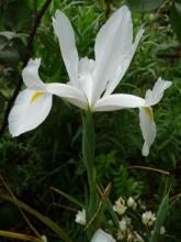 white Dutch iris