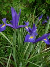 Blue Dutch iris
