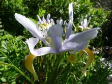 pale Dutch iris