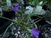 Brodiaea.jolonensis