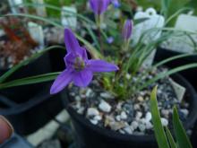 Brodiaea.jolonensis