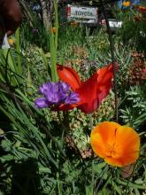 tulip, Californian Poppy and Dichelostemma