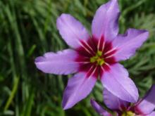 Leucocoryne purpurea hybrid