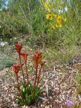 Anigozanthos"Bush Gems"