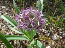 Allium bodeanum